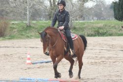 Reitabzeichenprüfung Western IV und Basispass 04/2015